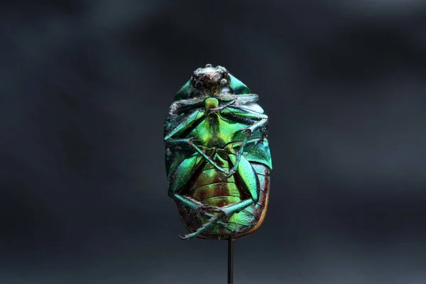 X-Rays Reveal Hidden Worlds Insects Like You've Never Seen Before X-ray scan revealing the internal anatomy of a dragonfly.